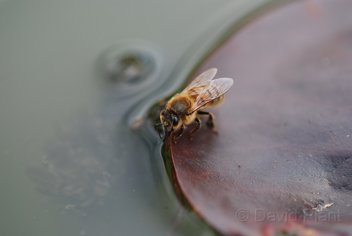 Honey bee - A.JPG - Honey bee - Cotswolds